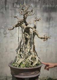 Sanh già bonsai