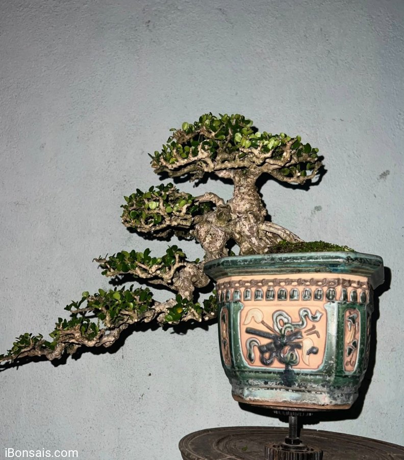 Antidesma acidum waterfall tree for your collection