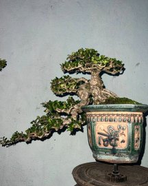 Antidesma acidum waterfall tree for your collection