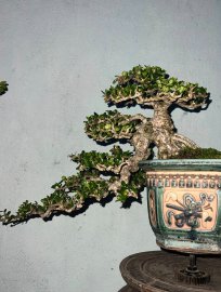Antidesma acidum waterfall tree for your collection