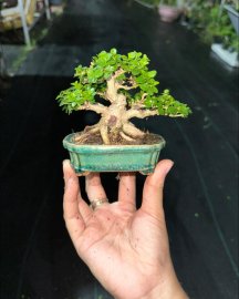 Sam hương mini