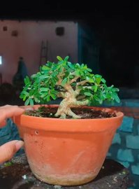 Linh sam mini thanh lý 750k bao ship ko chậu