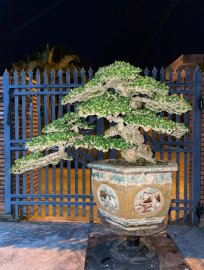 Antidesma acidum bonsai tree