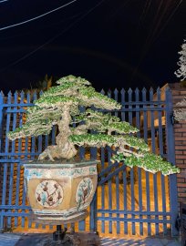 Antidesma acidum bonsai tree