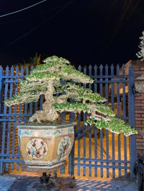 Antidesma acidum bonsai tree