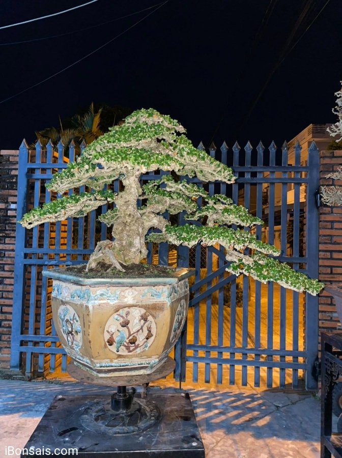 Antidesma acidum bonsai tree