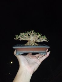 Bonsai mini