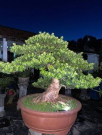 Podocarpus chinensis tree