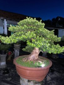 Podocarpus chinensis tree