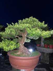 Podocarpus chinensis tree