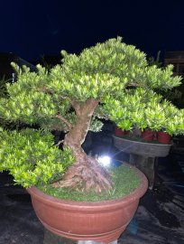 Podocarpus chinensis tree