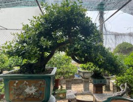 Scopolia nana mature tree 