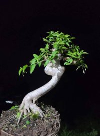 Wrightia religiosa tree