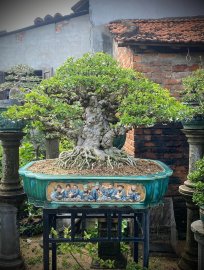 Water Jasmine bonsai tree