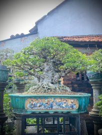Water Jasmine bonsai tree