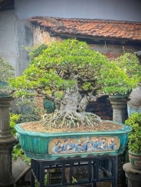 Mai chiếu thủy trung nu