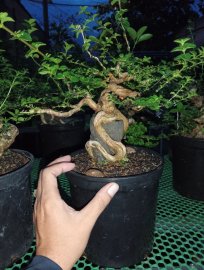 Sam hương mini