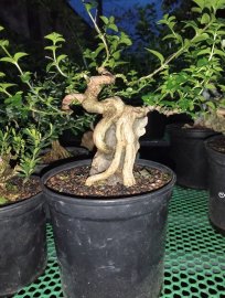 Sam hương mini