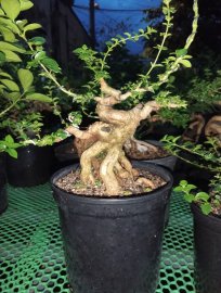Sam hương mini