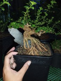 Sam hương mini