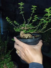 Sam hương mini