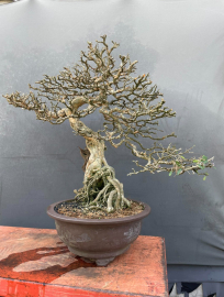 Linh sam sông hinh zin khoe xương