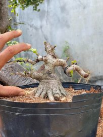 Waru tree