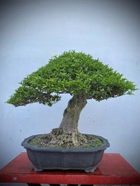 Mai chiếu thuỷ lá lớn