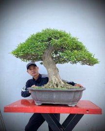 Wrightia religiosa bonsai tree