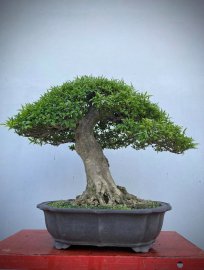 Mai chiếu thuỷ lá lớn