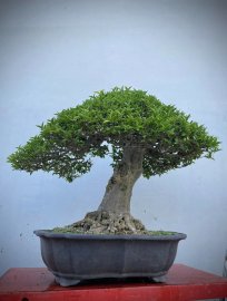 Mai chiếu thuỷ lá lớn