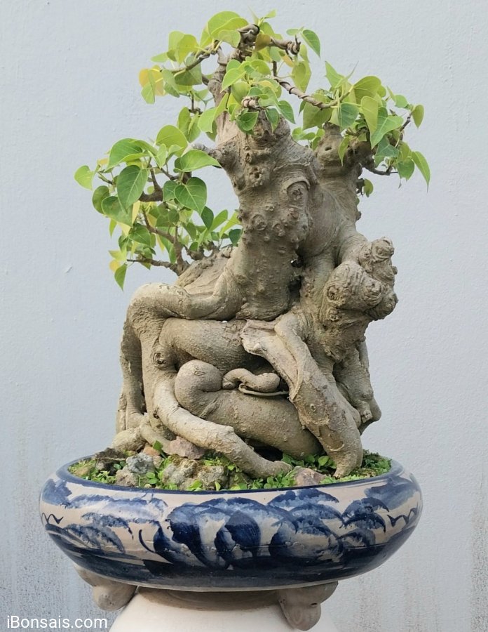 Bodhi mature tree