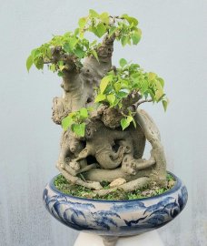Bodhi mature tree