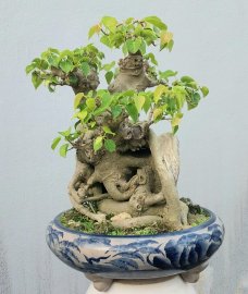 Bodhi mature tree