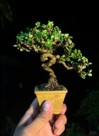 Sam núi trái mini siu già mời mấy anh