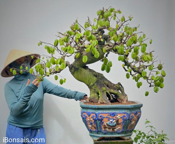 Khế này cũng được 50 nồi canh chua!