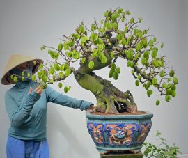 Khế này cũng được 50 nồi canh chua!