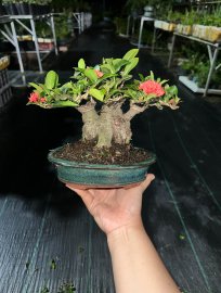 Mẫu đơn sen hệ lùn 1 cục