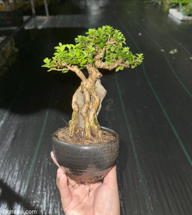 Premna mini tree overrock
