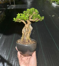 Sam hương ôm đá già cây thuần chậu dễ chơi