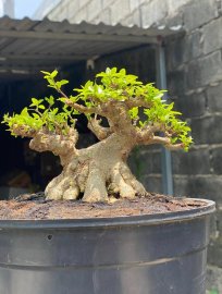 Wrightia religiosa mini tree 11cm