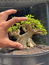 Wrightia religiosa mini tree 11cm