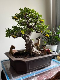Mai chiếu thủy ở Canada