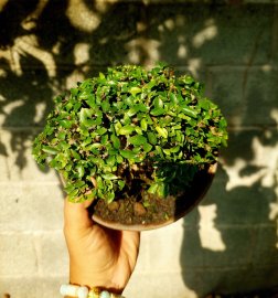 Mai chiếu thủy bonsai