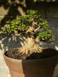Mai chiếu thủy bonsai
