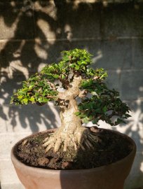 Mai chiếu thủy bonsai