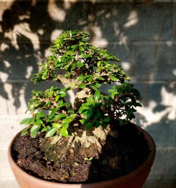 Mai chiếu thủy bonsai