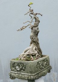 Cây bồ đề già rất duyên