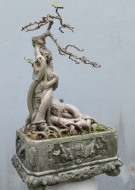 Cây bồ đề già rất duyên