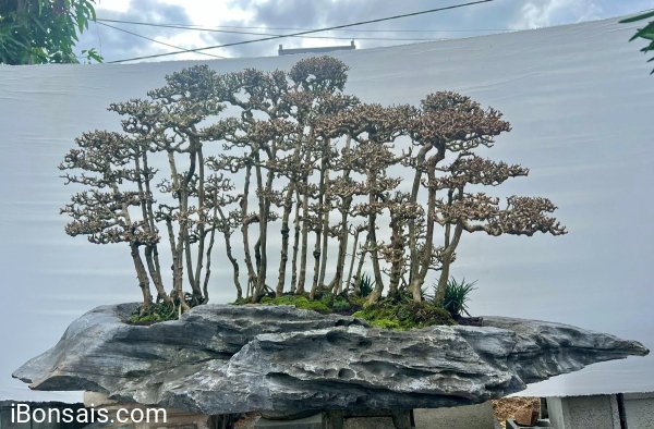 Rừng sam thay lá !